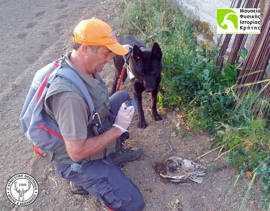 νεκρός σκύλος 2