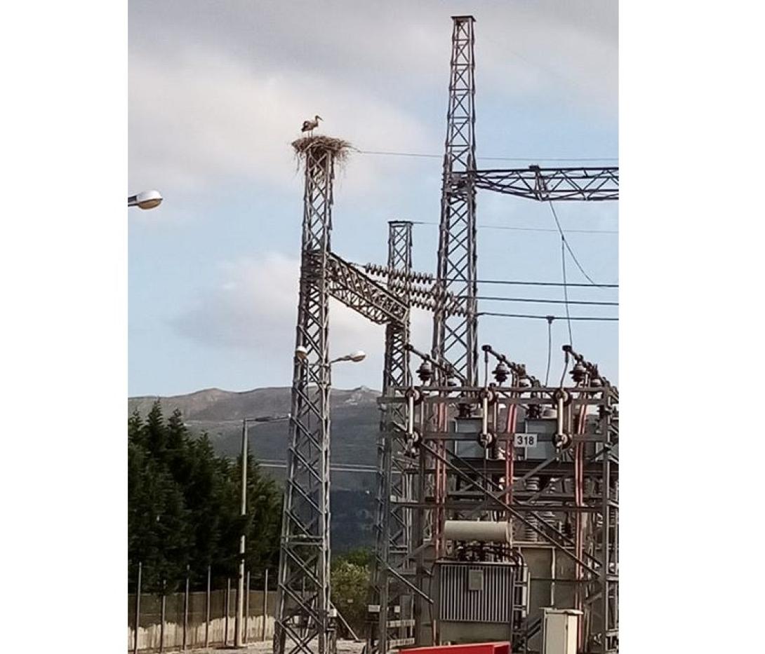 Ο πελαργός στήνει τη φωλιά του