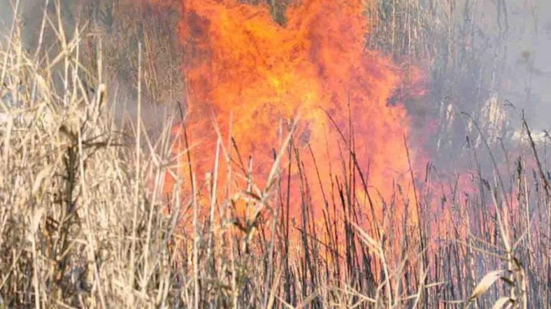 φωτιά σε καλαμιές