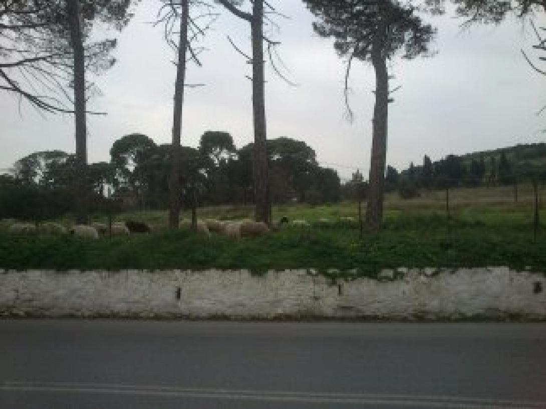  Ο «Βοσκότοπος» της Βίλας Αριάδνη…. 