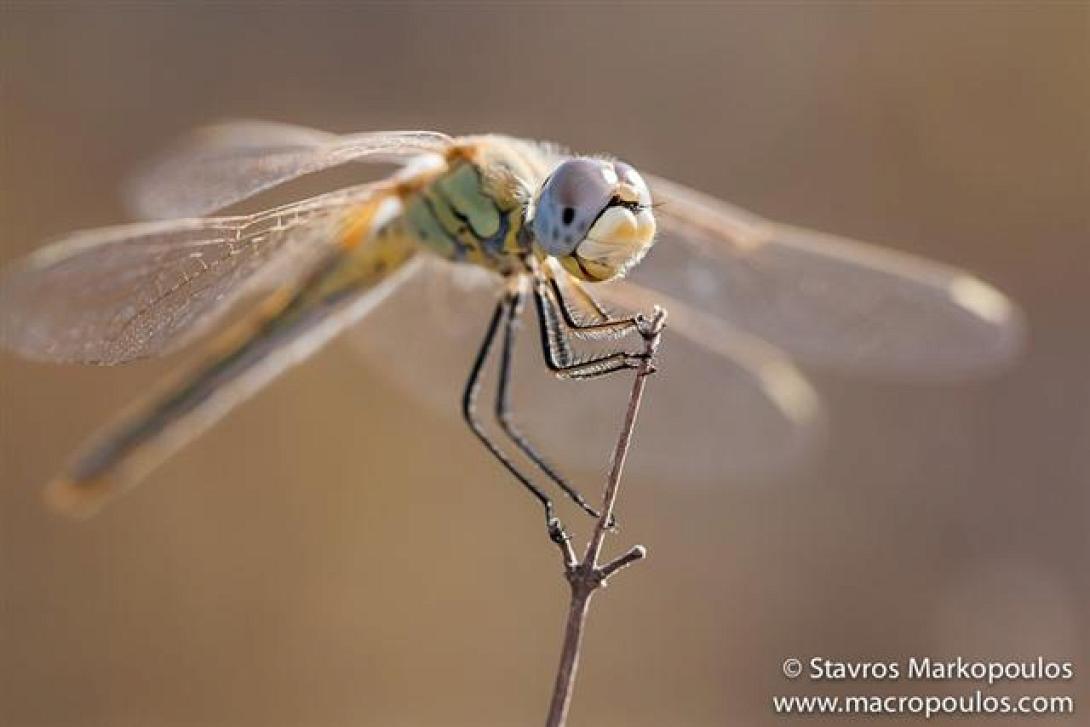 Τα ινδάλματα της Reese Witherspoon