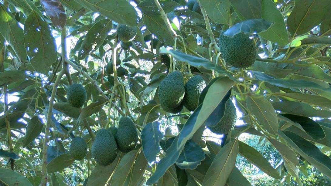 αβοκάντο χανιά