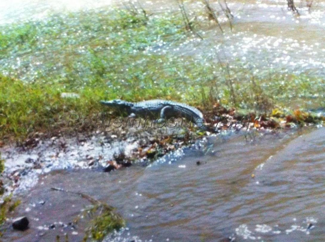 Απίστευτο!!! Ένας κροκόδειλος σουλατσάρει στο φράγμα Ποταμών του Ρεθύμνου