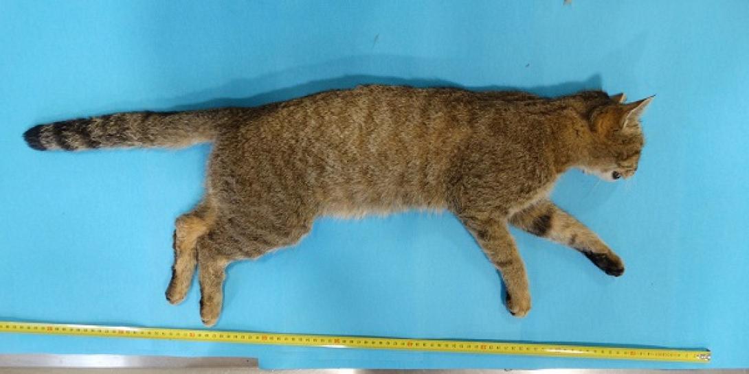 Φουρόγατος