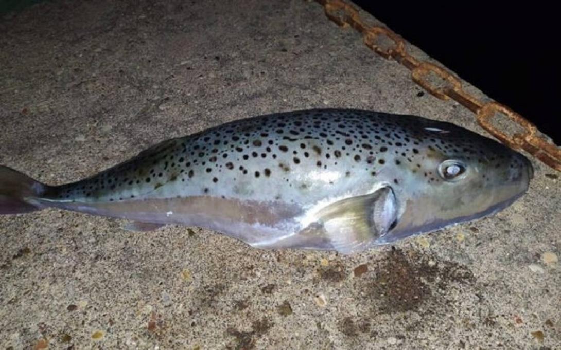 Λαγοκέφαλος