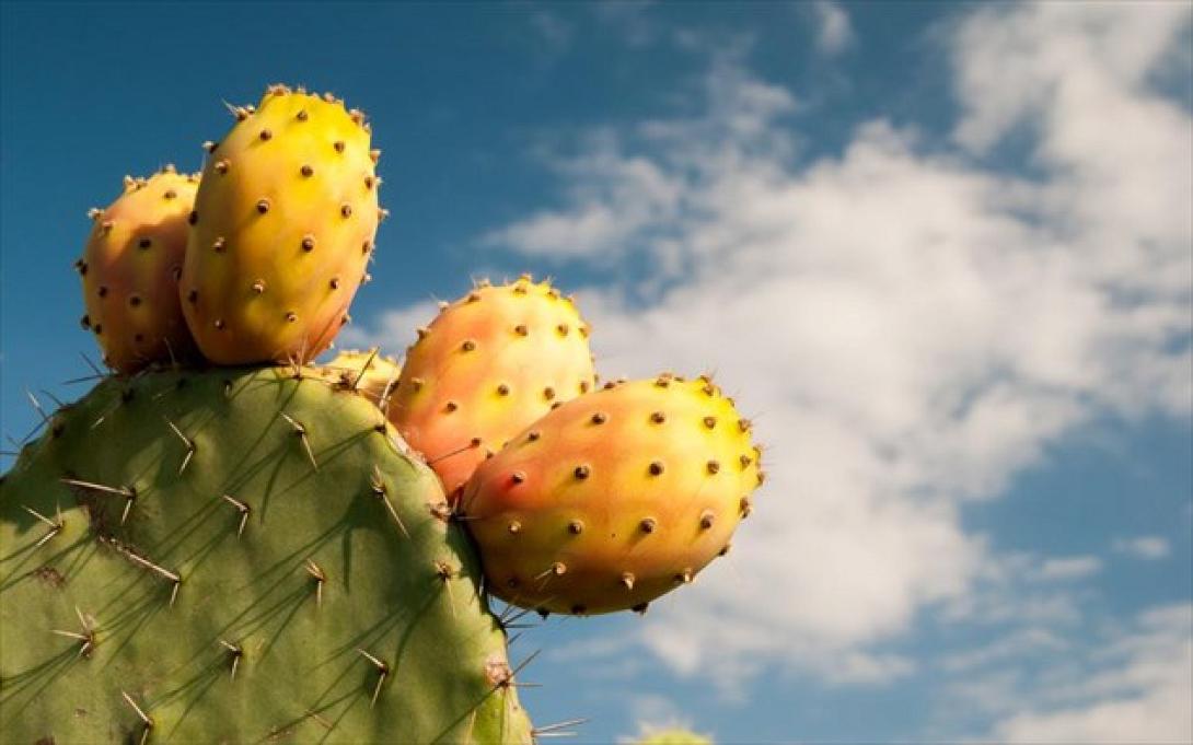 φραγκόσυκο