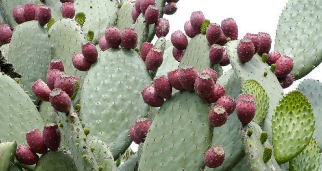 Ημερίδα για την καλλιέργεια Φραγκόσυκου και αλόης από την Μινωική Γη