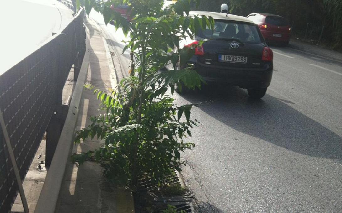 Δέντρο φύτρωσε σε ... φρεάτιο, σε δρόμο της Αθήνας