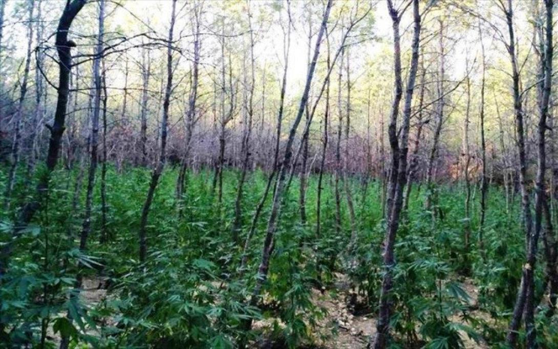 futeia-me-pano-apo-760-dendrullia-kannabis-entopistike-sti-malakasa-3.jpg