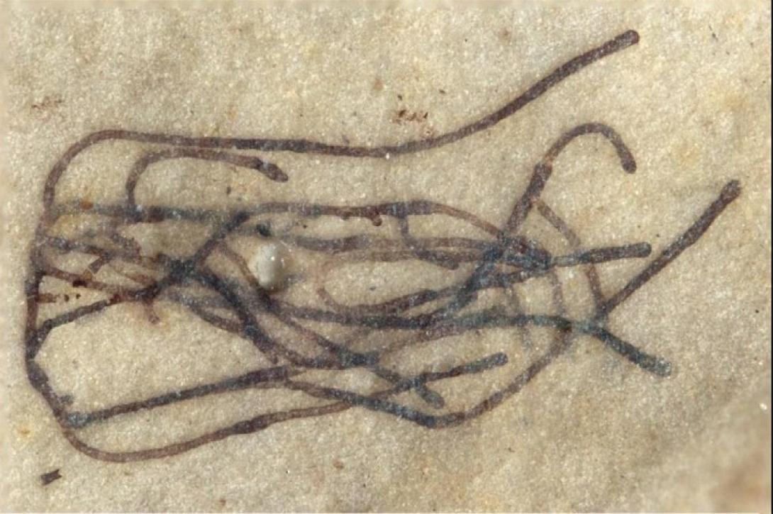 φύκι απολίθωμα