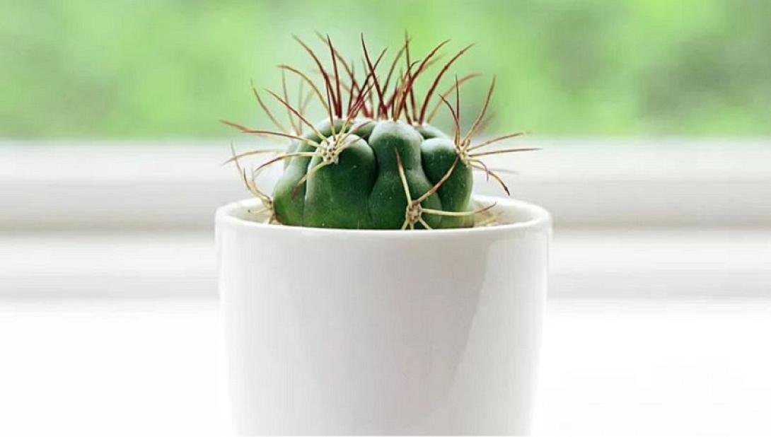 Φενγκ Σούι κάκτος