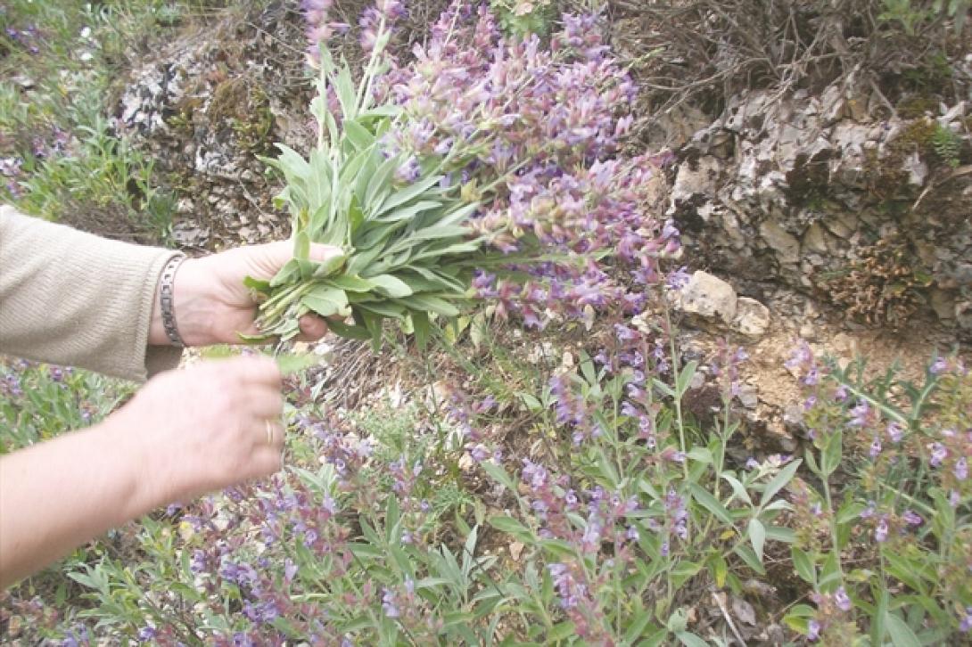 αρωματικά φυτά κρήτης