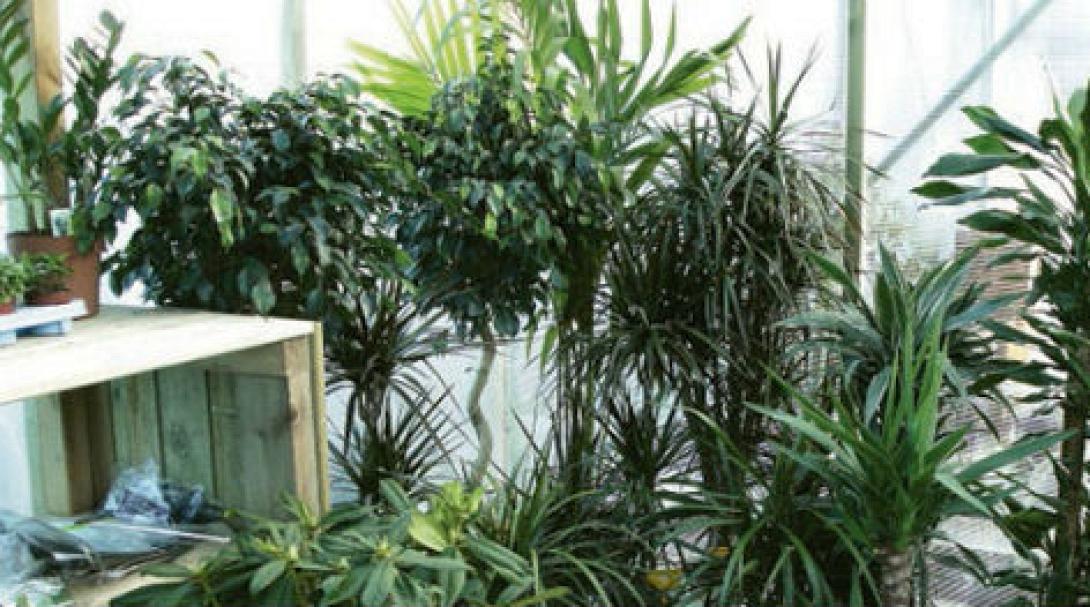 Τα φυτά απορροφούν περισσότερο διοξείδιο του άνθρακα