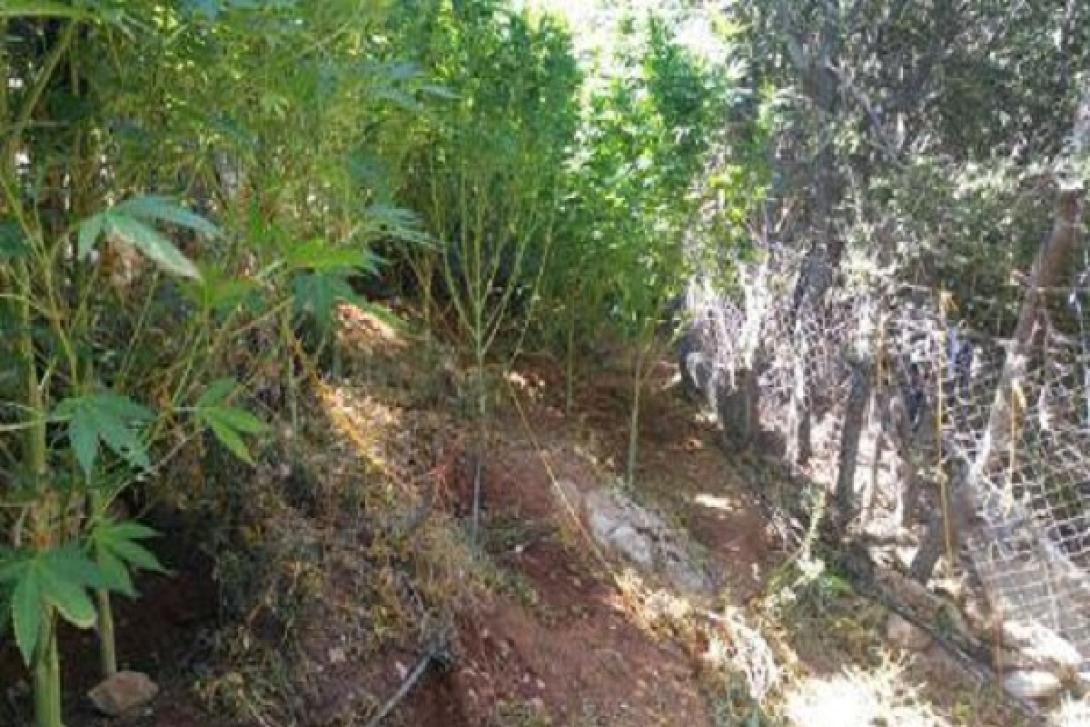 φυτεία κάνναβης