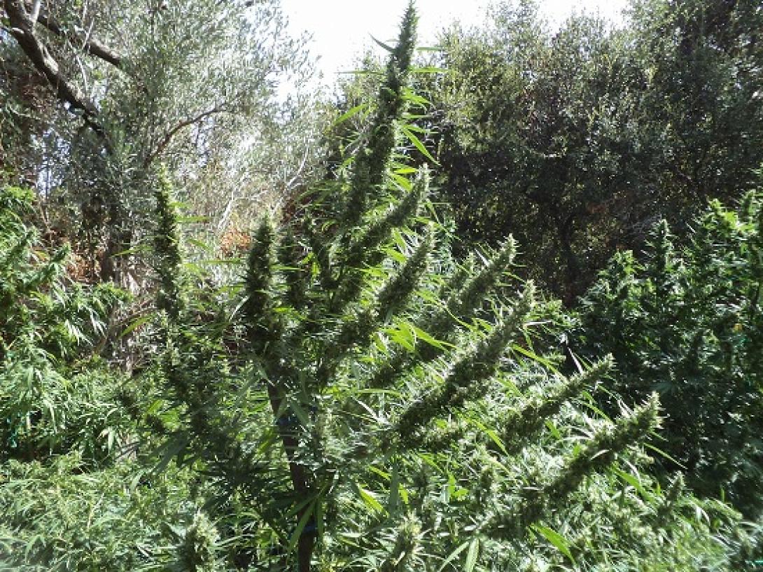 Δουλειές με... φούντες στο Ρέθυμνο - Βρήκαν φυτείες με εκατοντάδες χασισόδεντρα