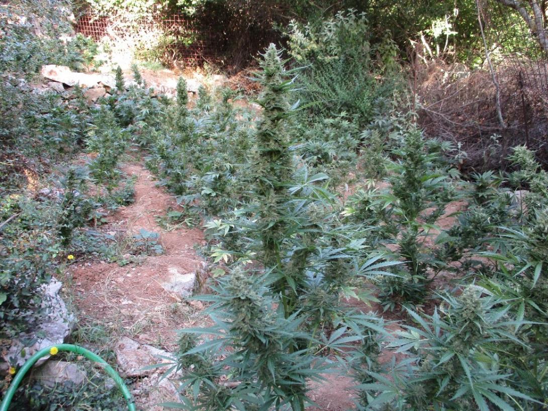 χασισοφυτεια