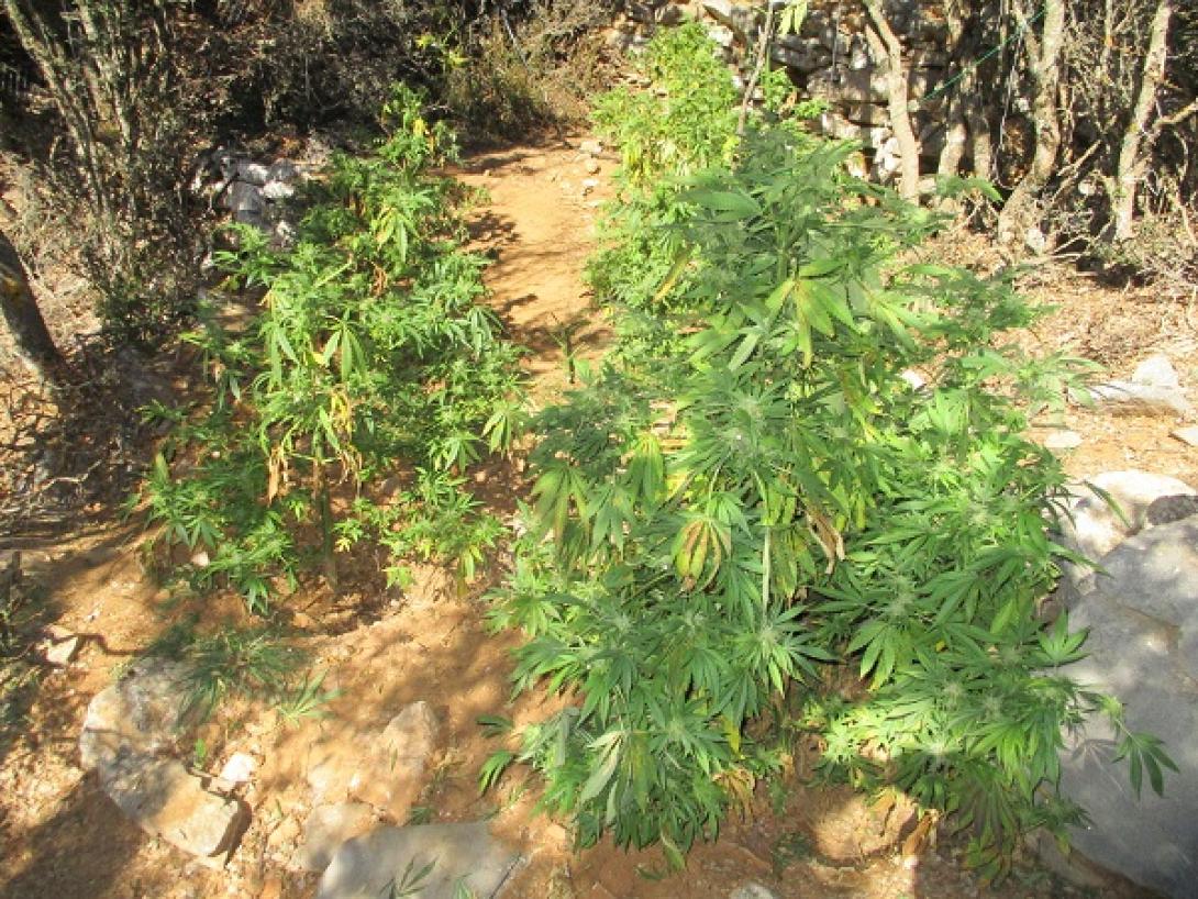 χασισοφυτεια