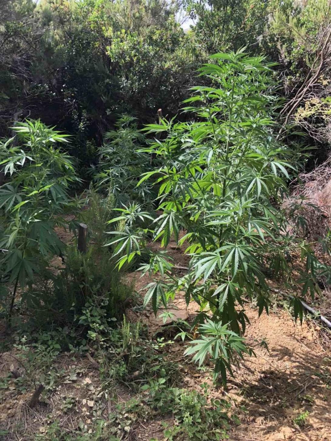 Νέες χασισοφυτείες εντόπισε η ΕΛ.ΑΣ