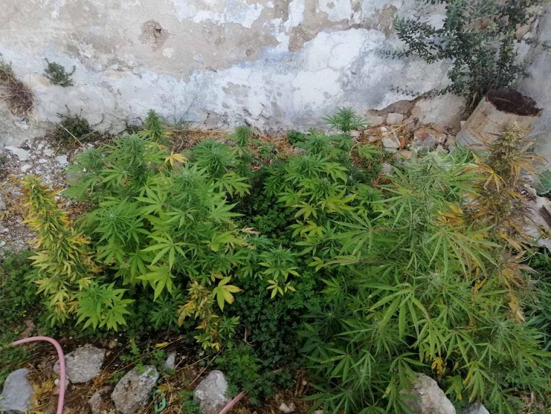 φυτεία κάνναβης