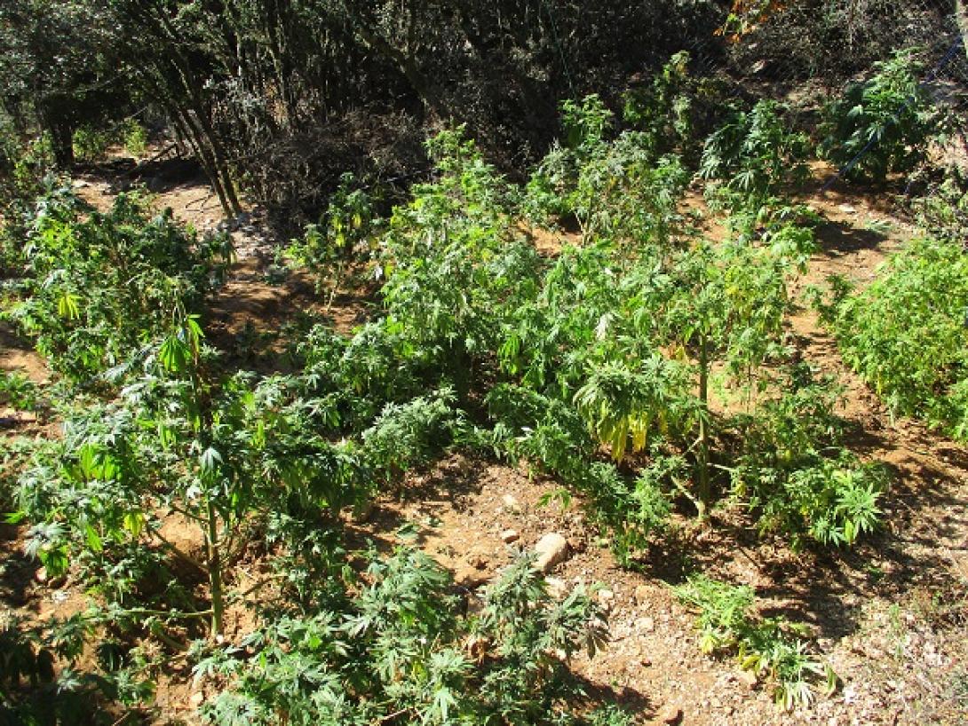 χασισοφυτεια