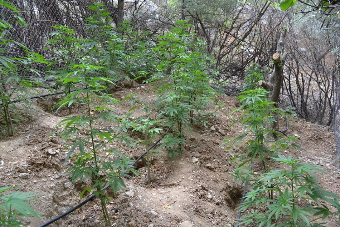 νέα χασισοφυτεία