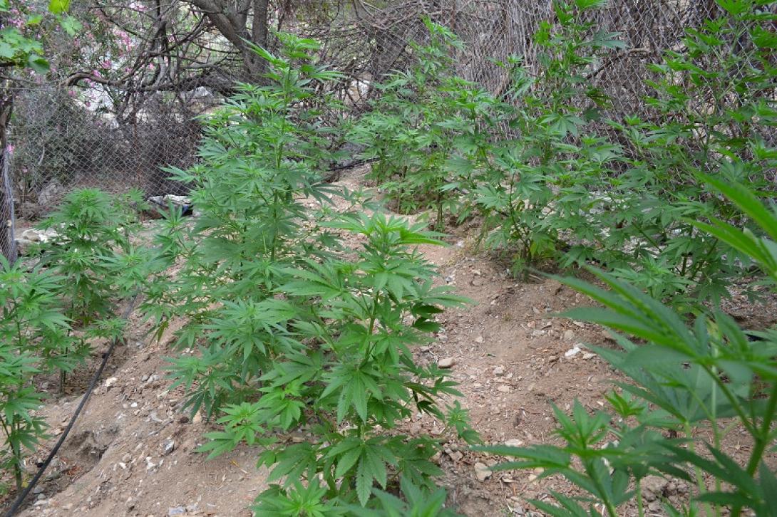 η χασισοφυτεία στον Κρουσώνα