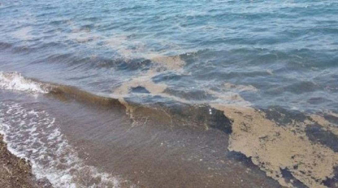  Φυτοπλαγκτόν