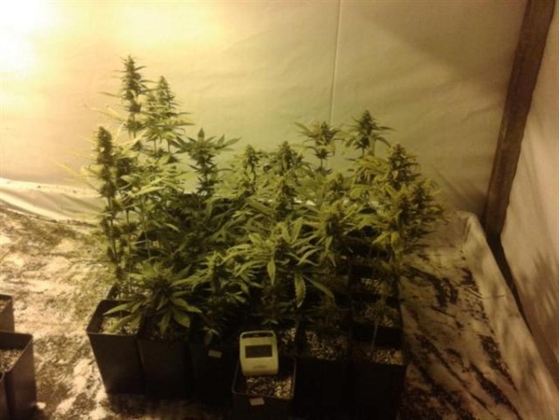 Ιεράπετρα: Καλλιεργούσαν χασισόδεντρα με τη μέθοδο της υδροπονίας