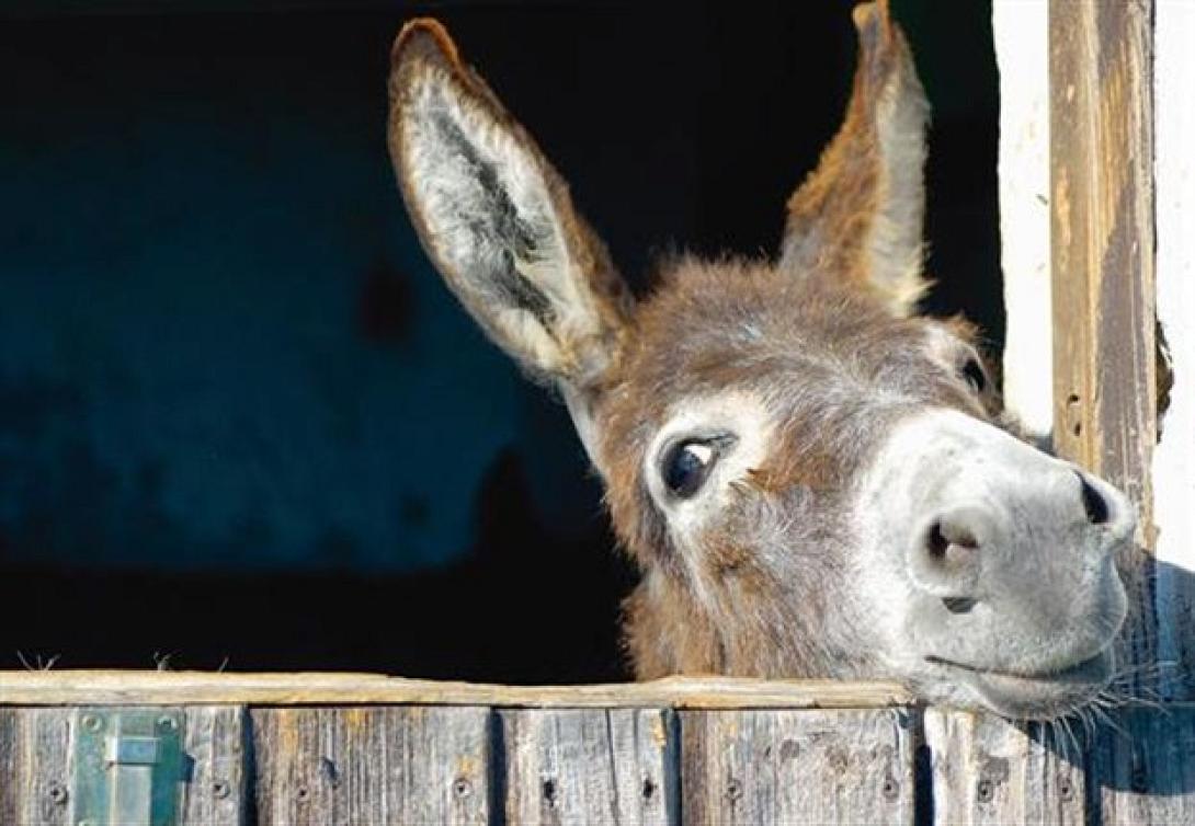   Εκδόθηκε η απόφαση για το γάλα  γαϊδούρας