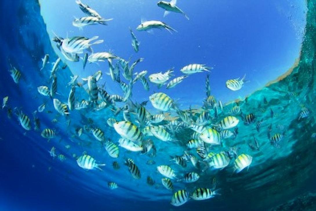 Δήμοι της Κρήτης συζητούν για την Γαλάζια Ανάπτυξη