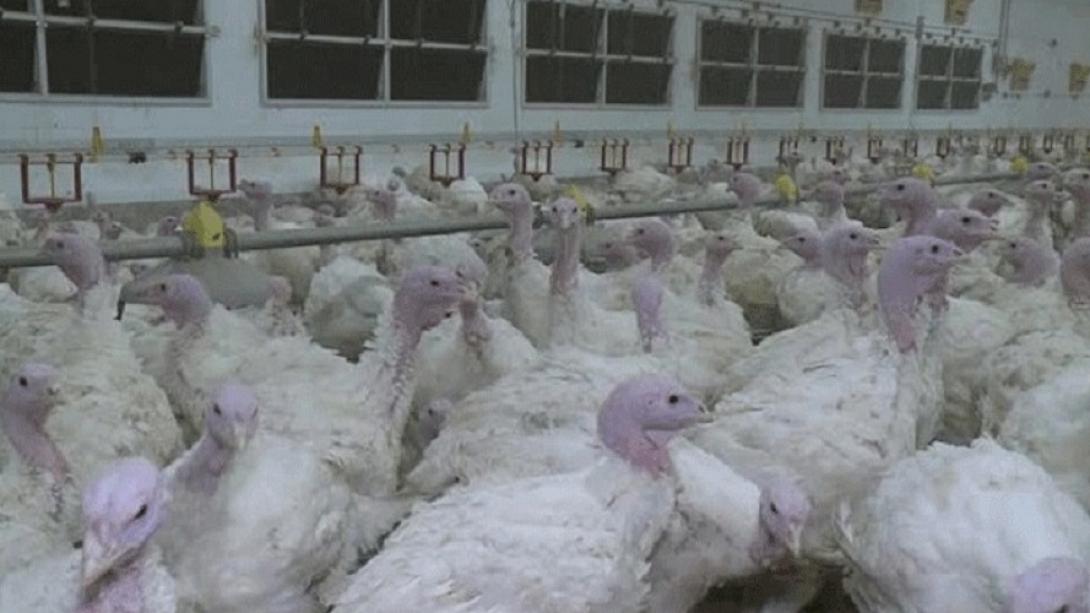 γαλοπούλες