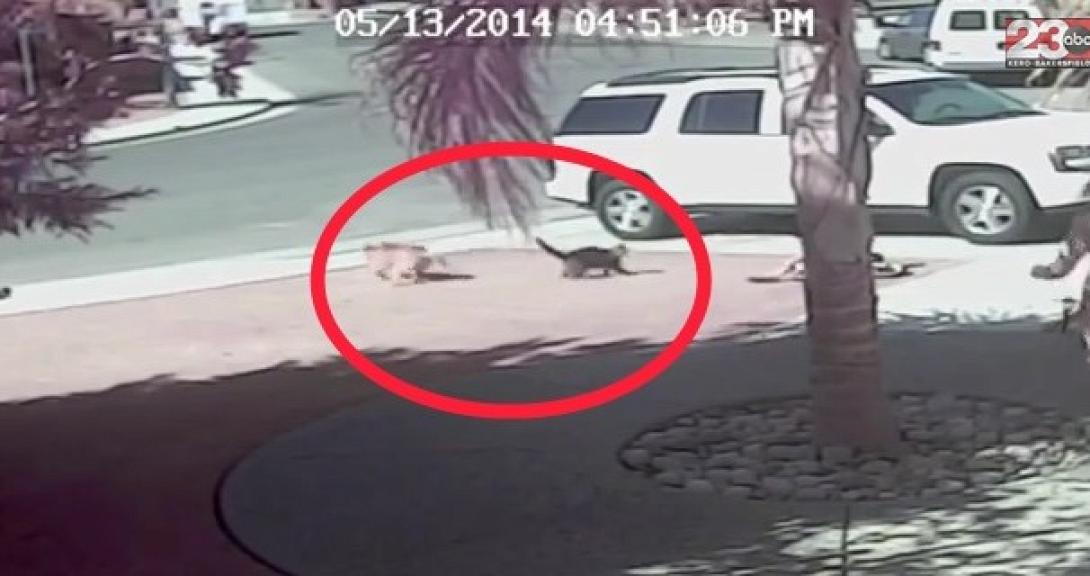 Γάτα έσωσε μικρό παιδί από επίθεση σκύλου (βίντεο)