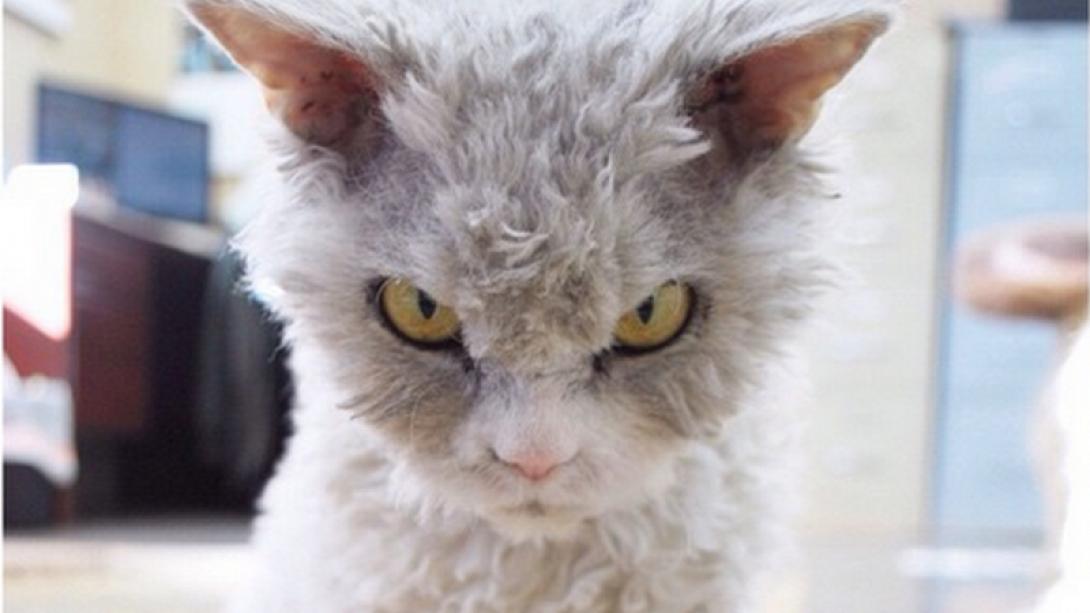 gata.png