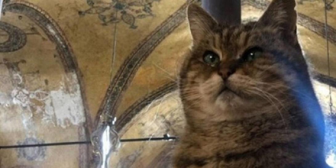 γάτα αγία σοφία