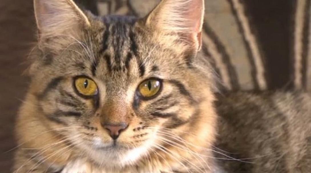 Γάτα... ετοιμάζεται να κάνει εγχείρηση αλλαγής φύλου!