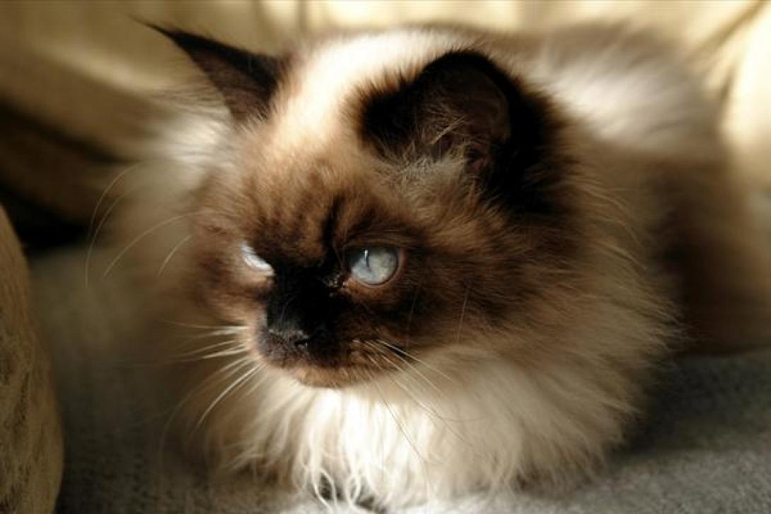 γατα ιμαλαϊων