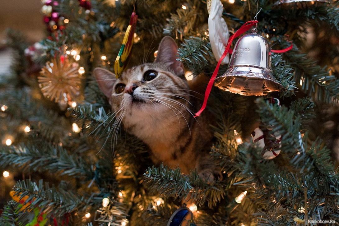 Γάτα ... εναντίον Χριστουγεννιάτικου δέντρου (βίντεο)