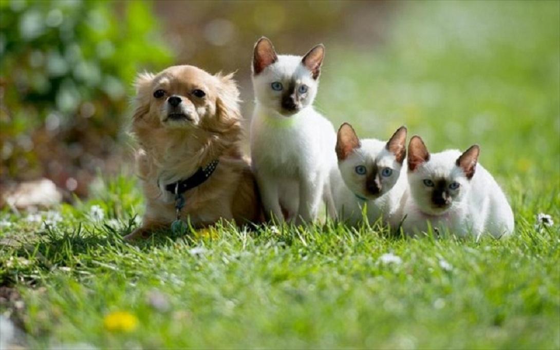 κατοικιδια