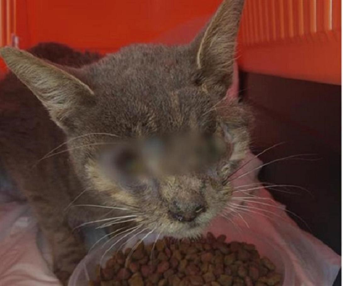 γατουλα - κακοκοποιηση