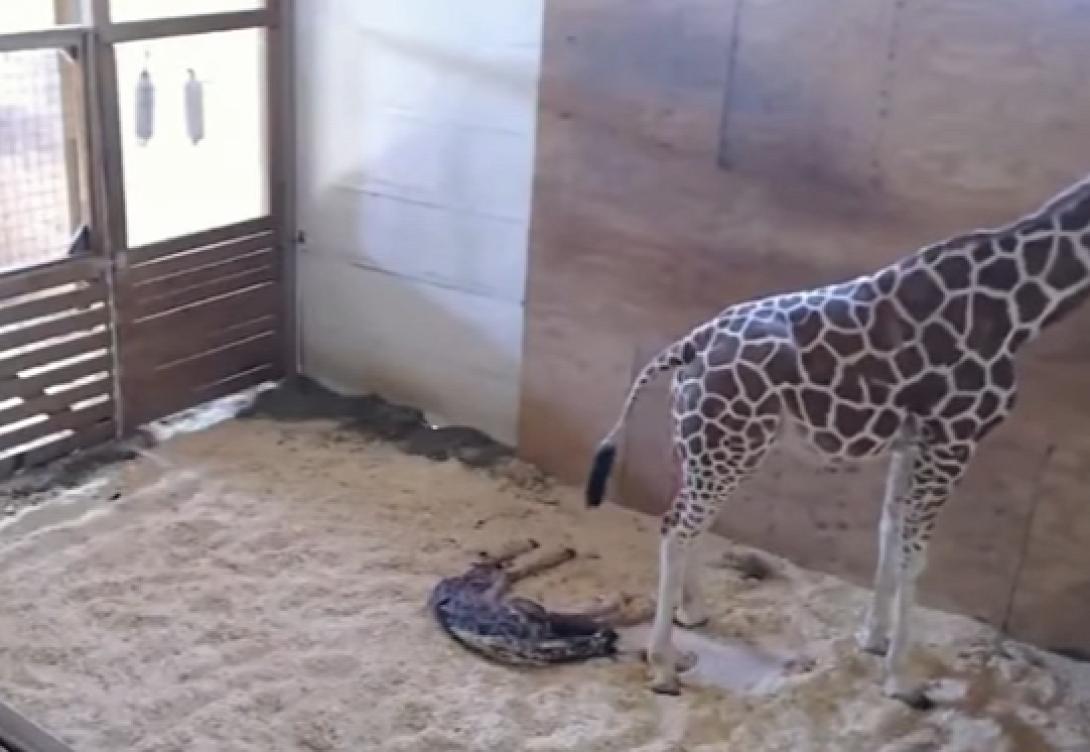 καμηλοπαρδαλη