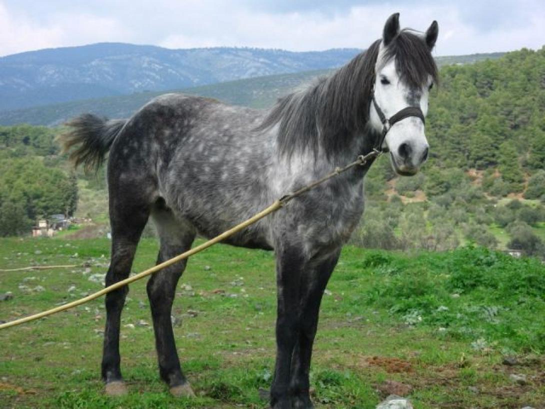 Γεωργαλίδικο