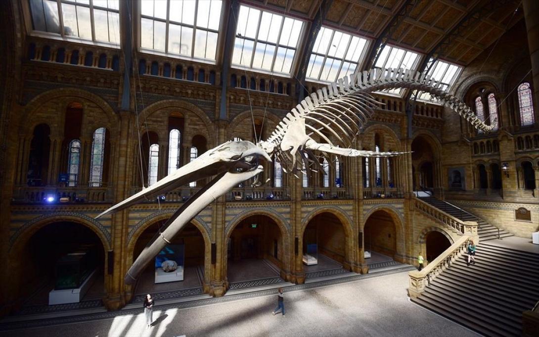 Μουσείο Φυσικής Ιστορίας Λονδίνο 