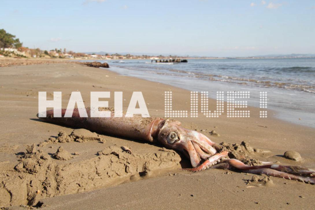 Γιγάντιο καλαμάρι στο Κατάκολο