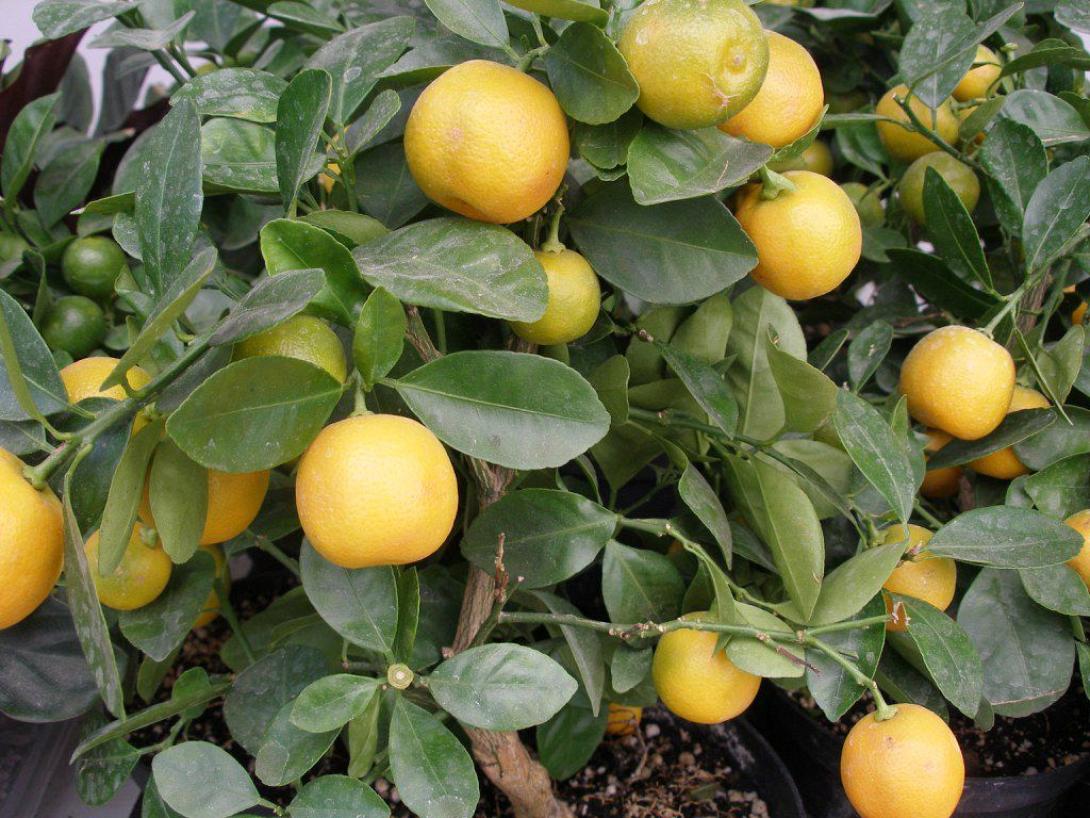 Το Κρητικό κίτρο γιορτάζει στο Μυλοπόταμο με... διαμαρτυρία