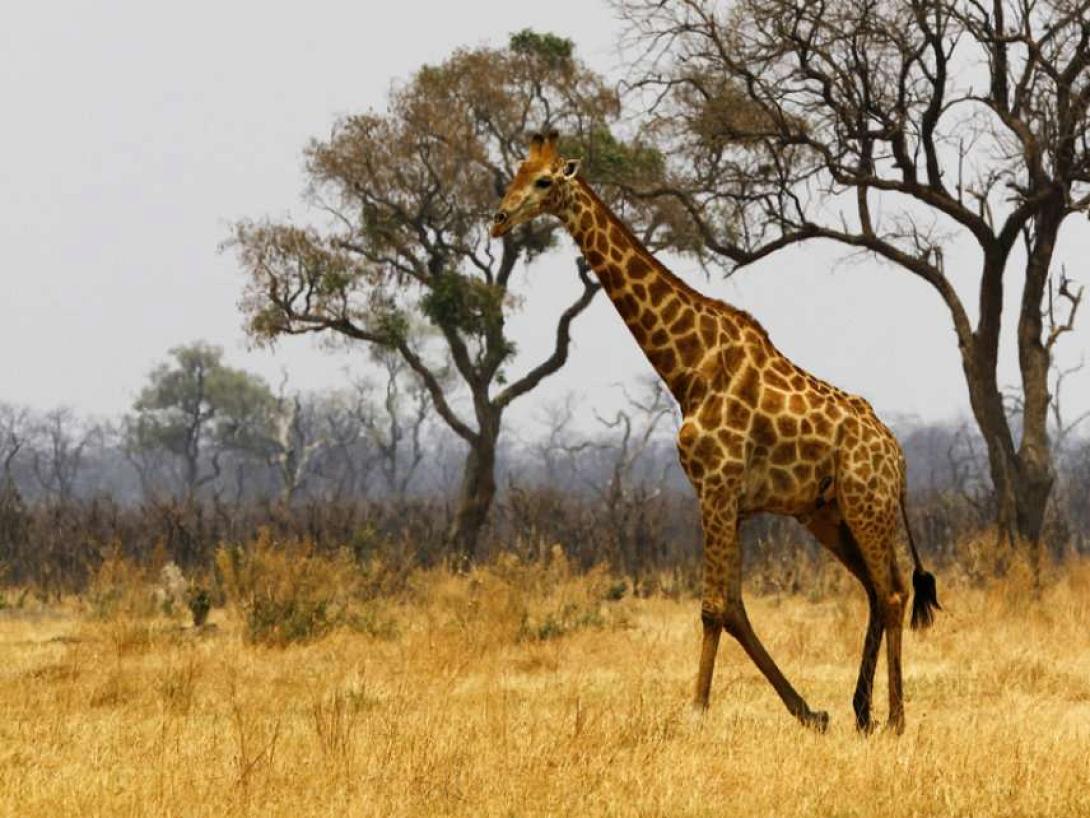 Καμηλοπάρδαλη 