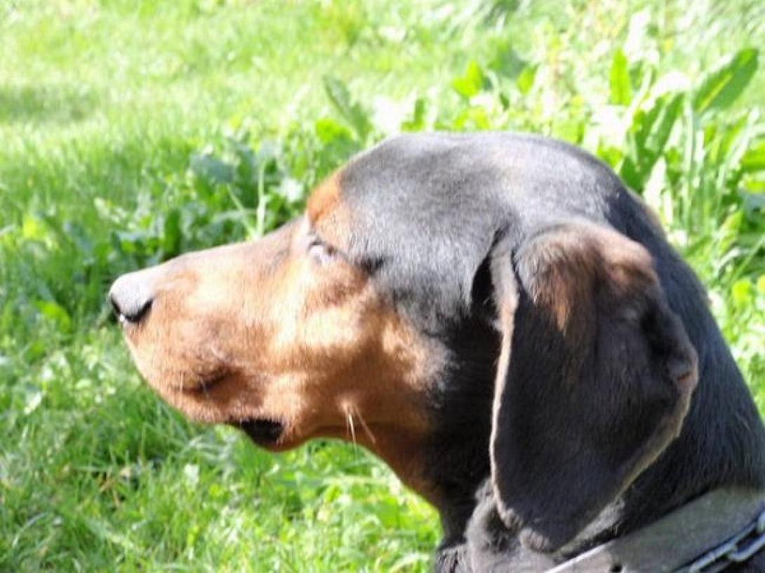 κυνηγόσκυλο