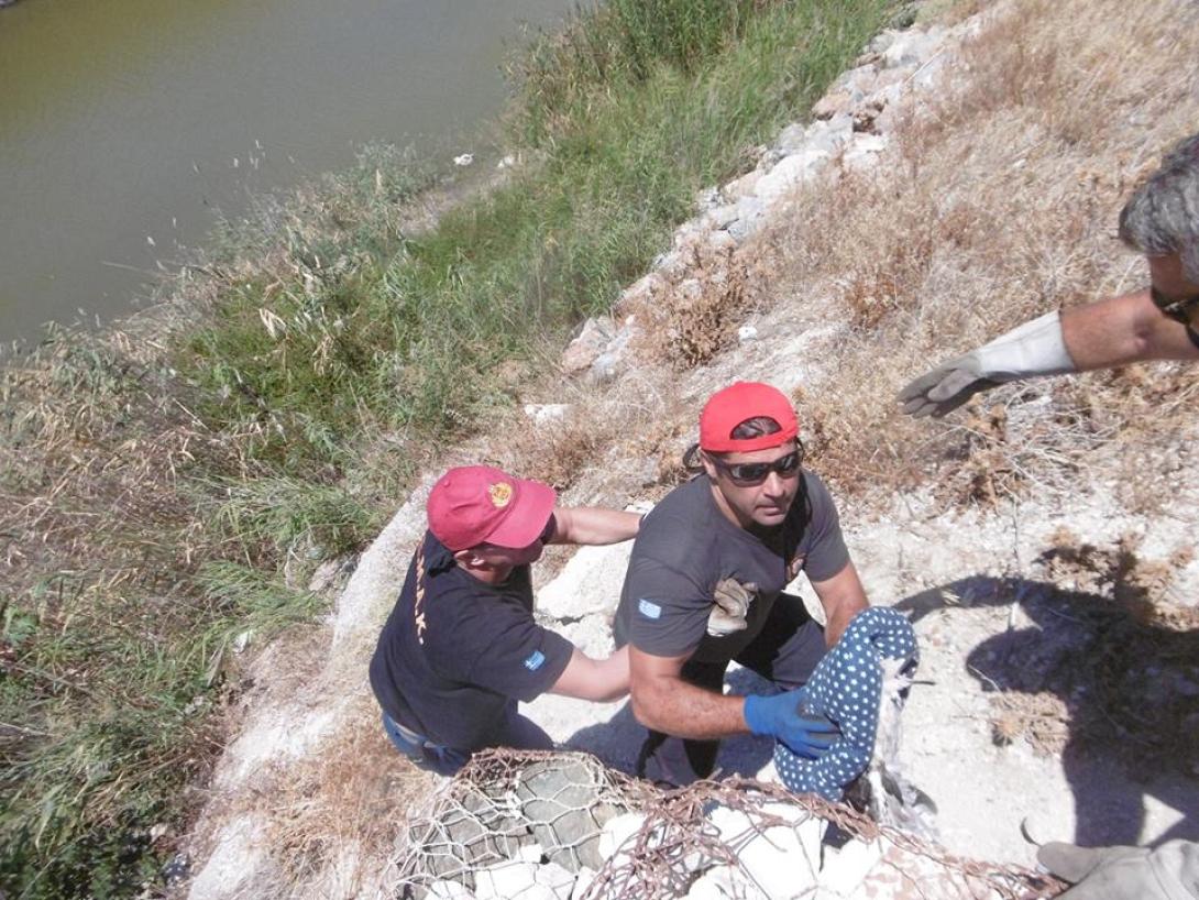 γλάρος ΕΜΑΚ