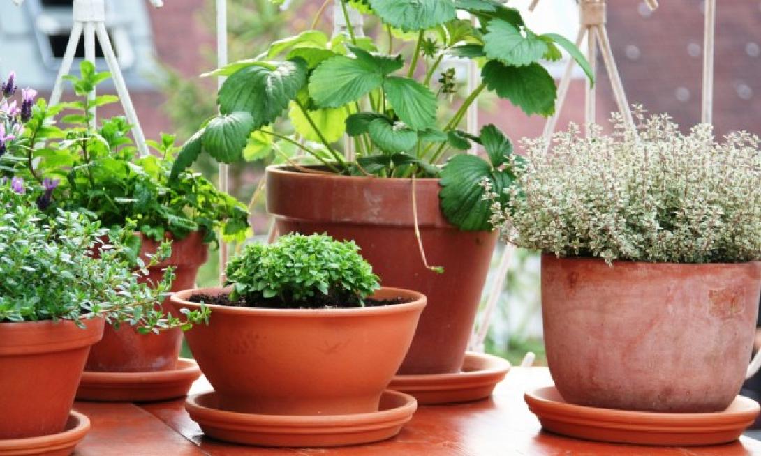 Άγιο είχε Ηρακλειώτης από γλάστρα που έπεσε σχεδόν μπροστά του!