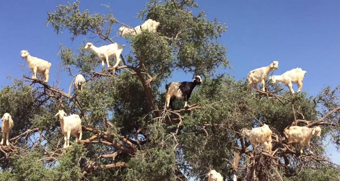 ανεπιτήρητα ζώα
