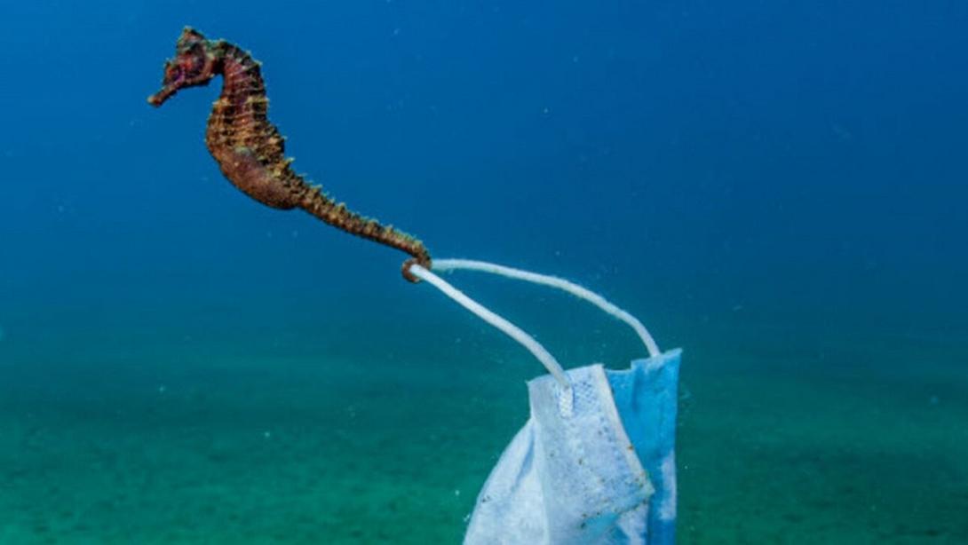 Ο ιπποκαμπος με τη μάσκα